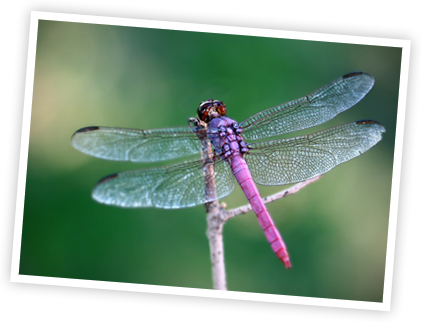 dragonfly