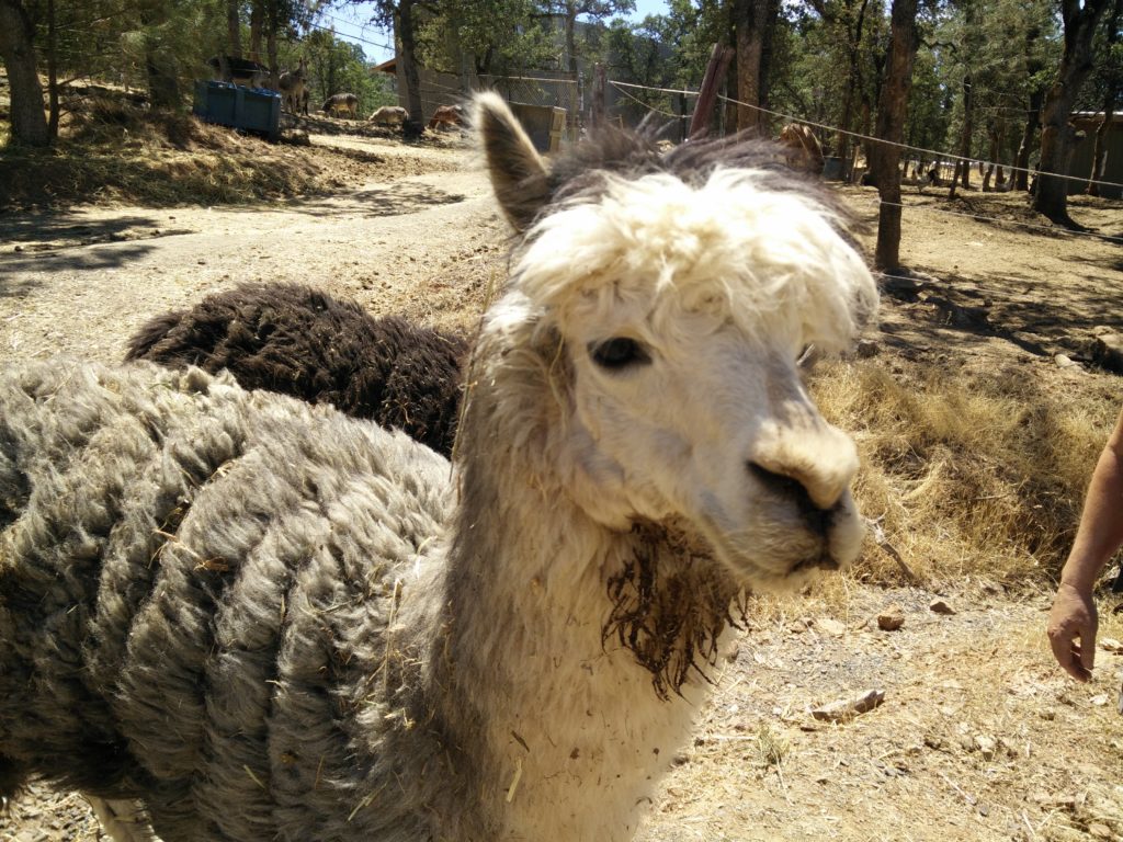 Home At Last Alpaca