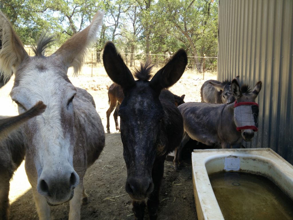 Home At Last Happy Donkeys