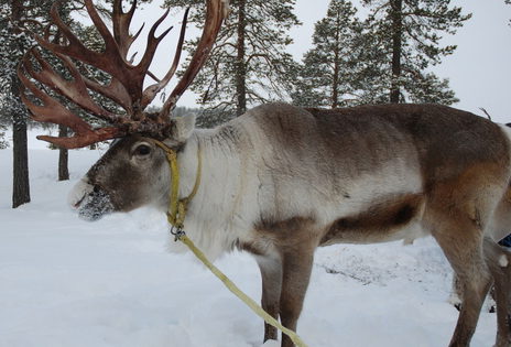 Reindeer